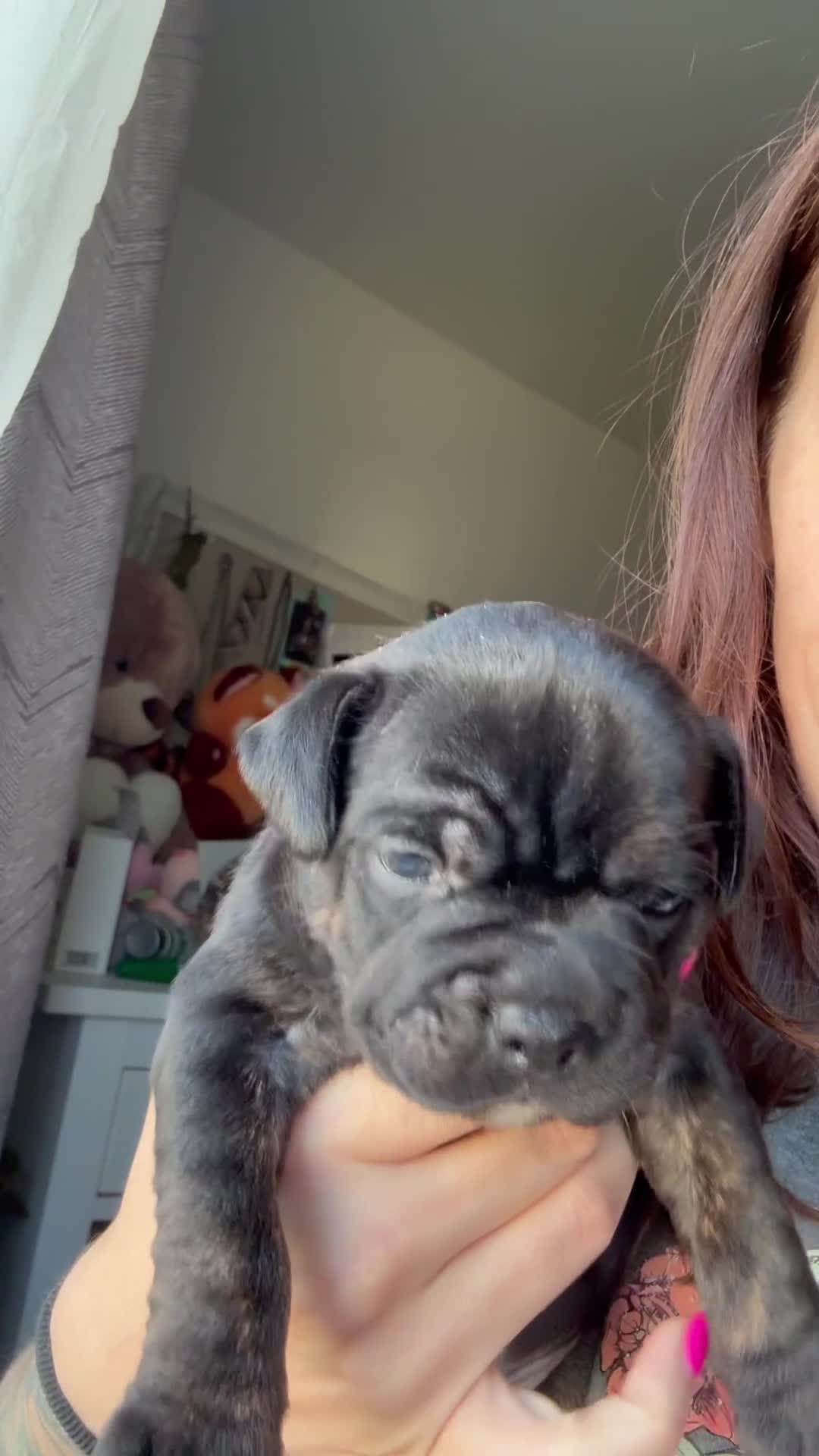 Mixed Breed dogs for sale: Fraffie puppies - Video 1