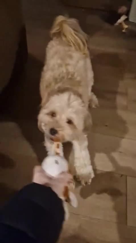 Mixed Breed dogs for adoption: BONDED:💙ALFIE 10yo Shih Tzu❤️MUFFIN 6yo Cockapoo - Video 1