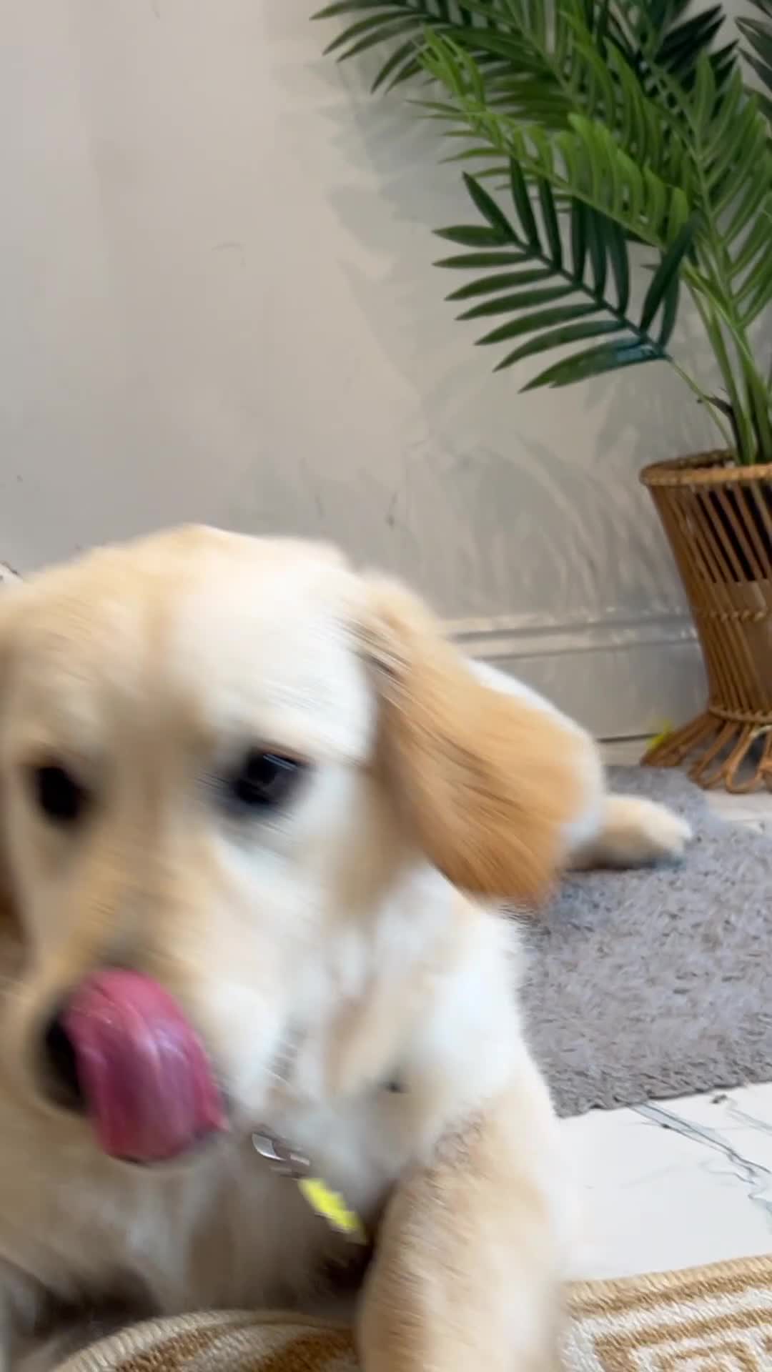 Golden Retriever dogs for sale: Handsome 10 month old Golden Retriever. in Slough - Video 1