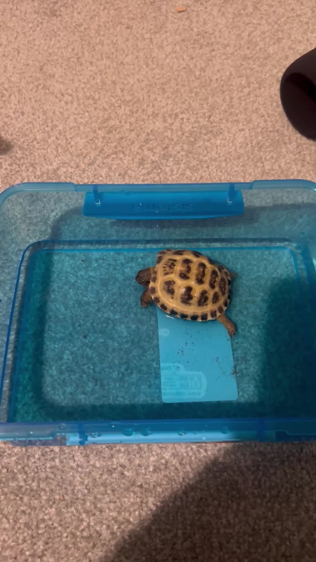 Hermann Tortoise reptiles for sale: Russian Harefield Tortoise + Vivarium Set Up - Video 2