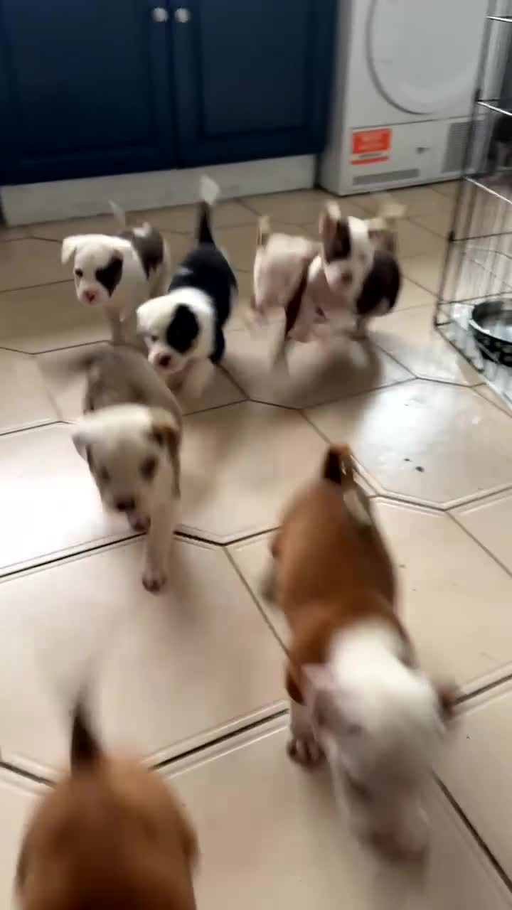 Mixed Breed dogs for sale: Old tyme American bullys - Video 3