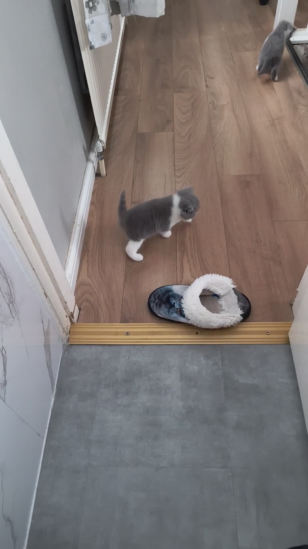 British Shorthair cats for sale: Gccf registered.Superb. Outstanding champions line - Video 1