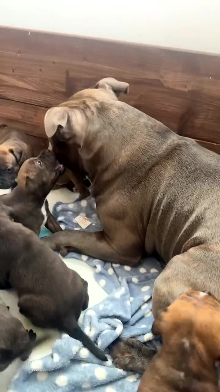 Staffordshire Bull Terrier dogs for sale: Staffordshire Bull Terrier Puppies - Video 1