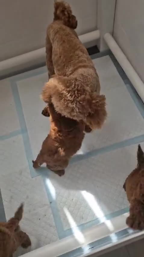 Miniature Poodle dogs for sale: Miniature  Poodle  in Wigan - Video 1