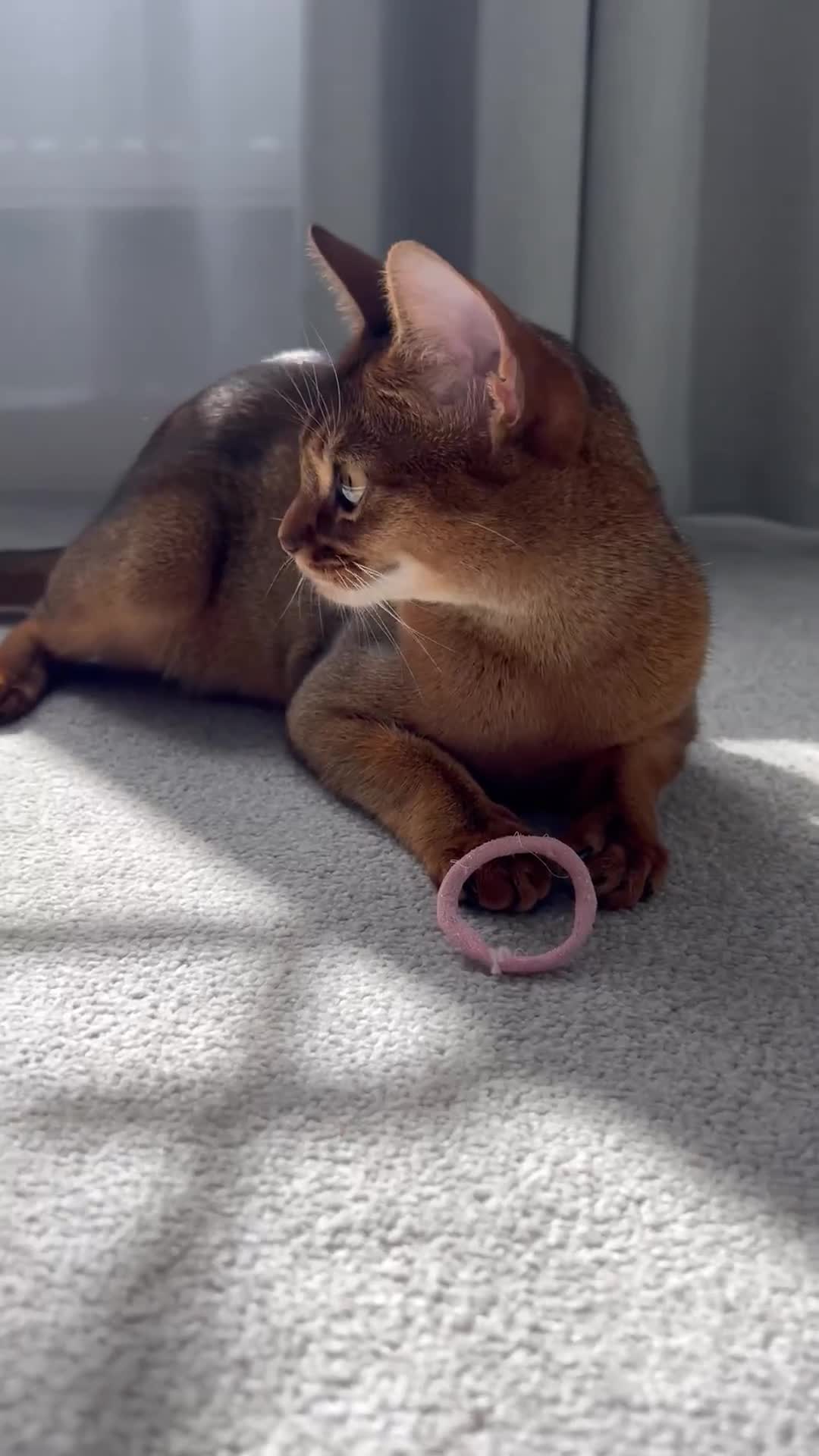 Abyssinian cats for sale: 🥇 5+ Gen Champ🏆 Fawn🤍Blue💙 girls🤎choco🧡ruddy - Video 2