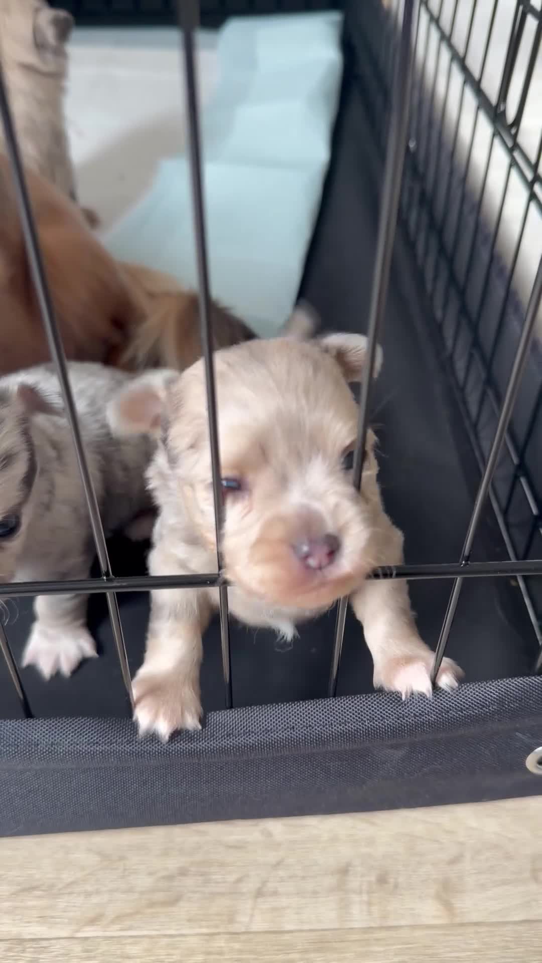 Chihuahua dogs for sale: Stunning litter of mixed Merle and Lilac fawn - Video 1