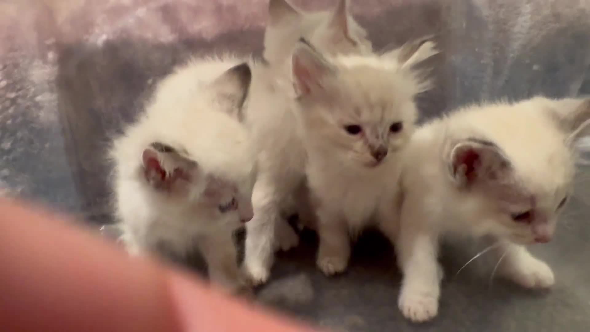 Ragdoll cats for sale: beautiful ragdoll kittens in Huddersfield - Video 1