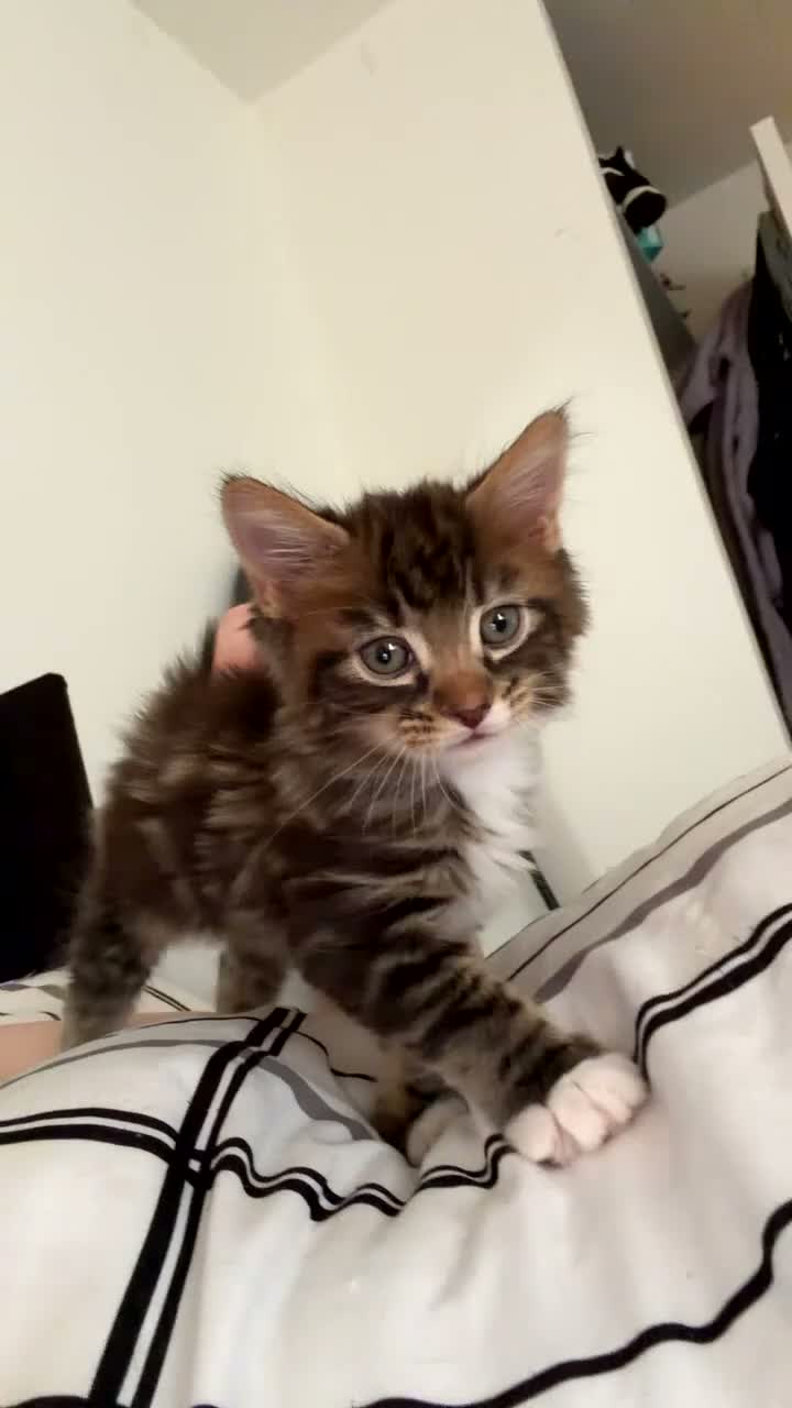Domestic Shorthair cats for sale: Mixed litter of kittens - Video 4