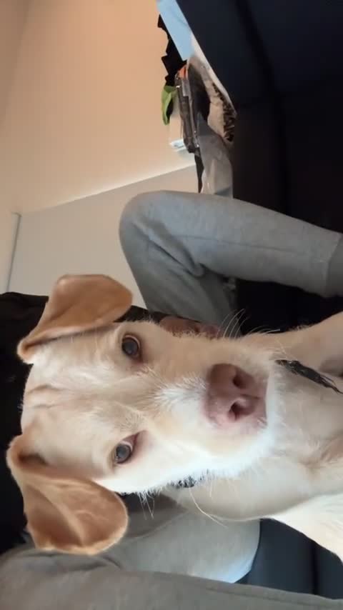 Mixed Breed dogs for sale: 🐾Milo- 1 years old American bully x cockapoo💙 - Video 2