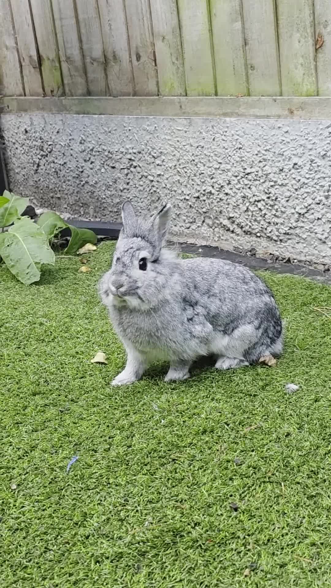 Dwarf Lop rabbits for sale: Bunny  - Video 1