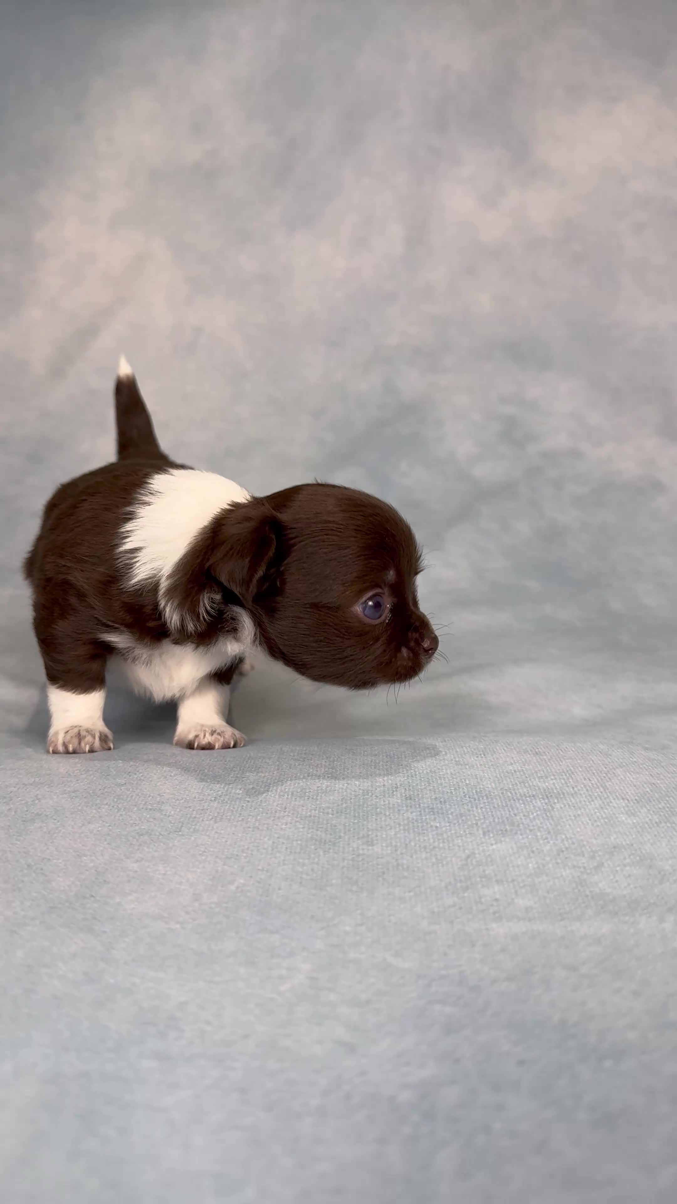 Chihuahua dogs for sale: Chihuahua puppies available on  ** s  - Video 2