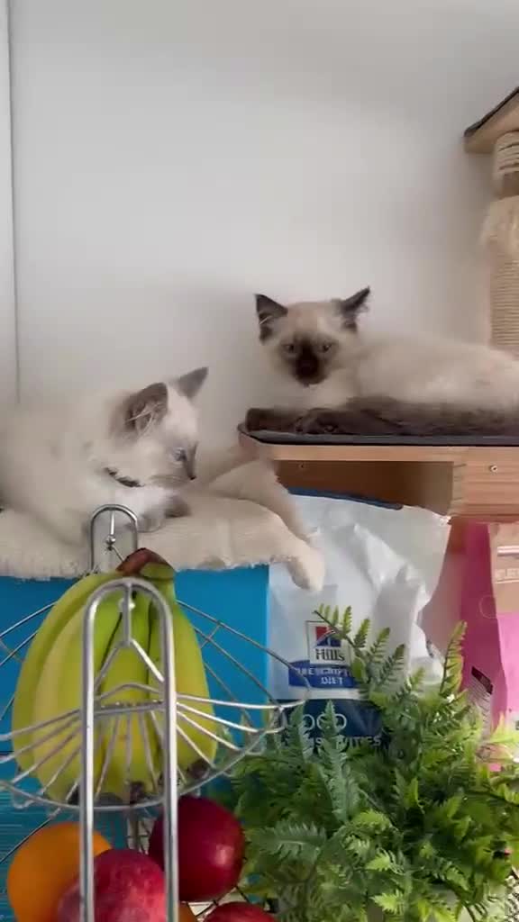 Ragdoll cats for sale: Ragdoll girl available  - Video 1