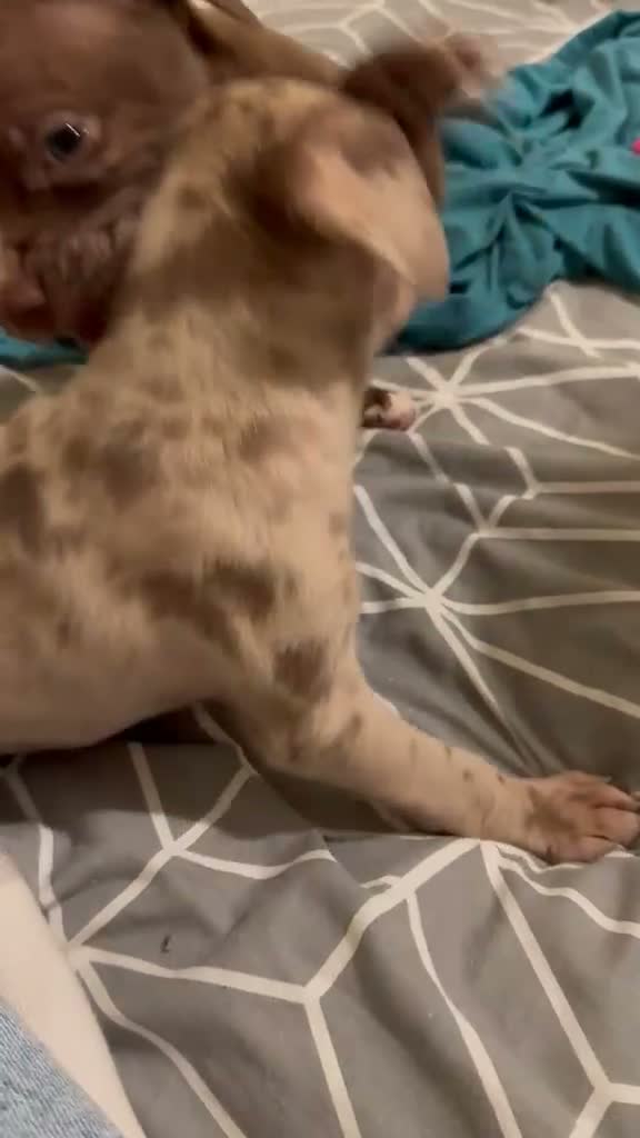 Mixed Breed dogs for sale: 3 adorable puppies looking for loving families!  - Video 3