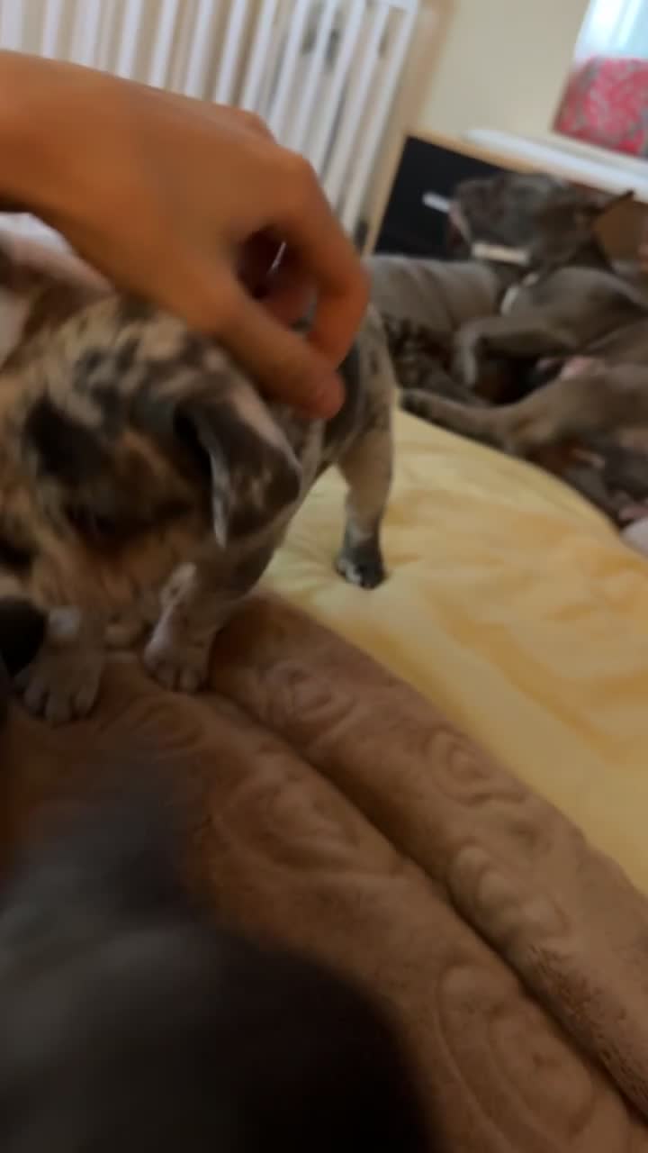 French Bulldog dogs for sale: Beautiful French Bulldog Puppies  - Video 1