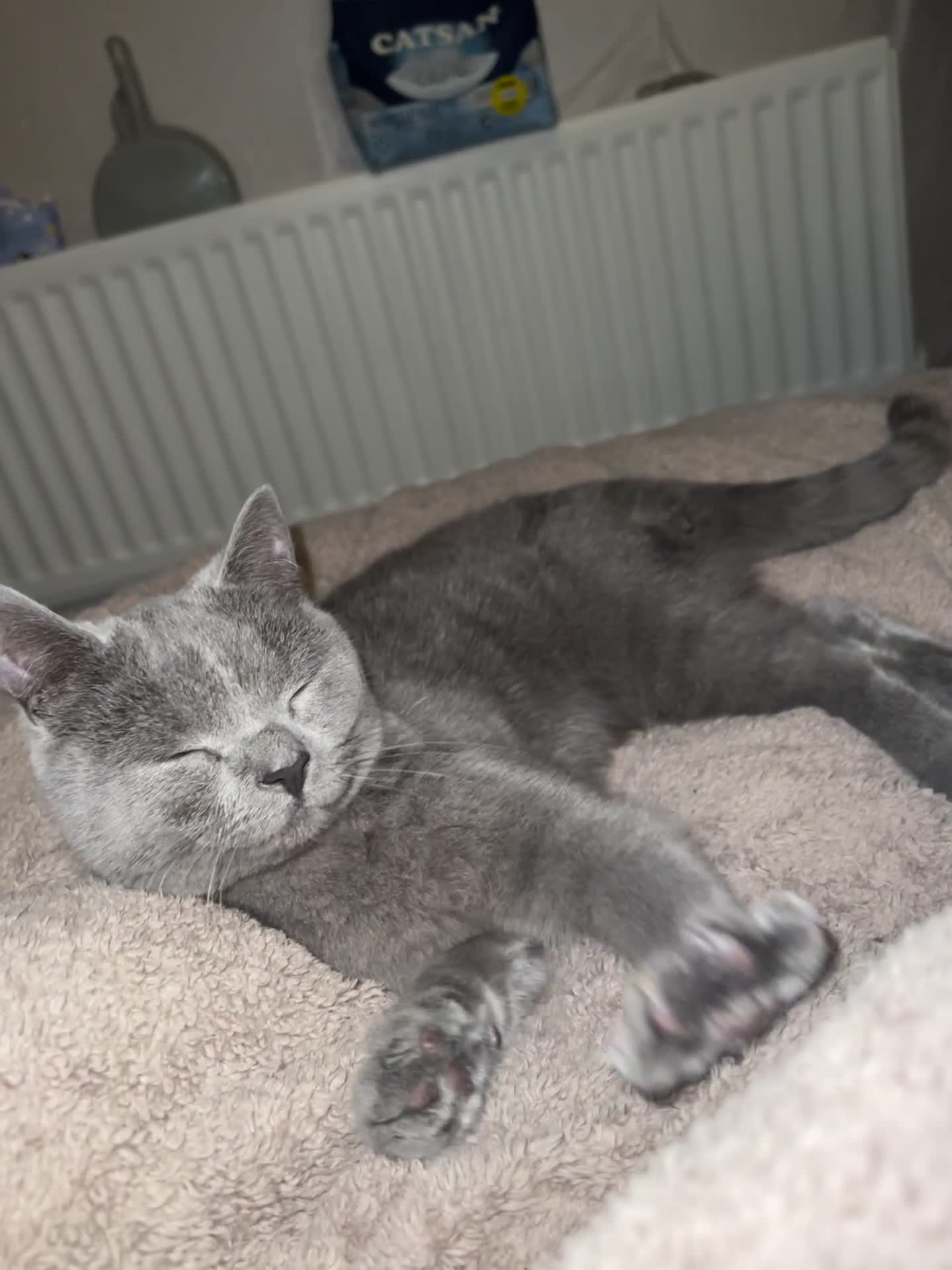 British Shorthair cats for sale: 14-Month-Old British Shorthair - Video 2