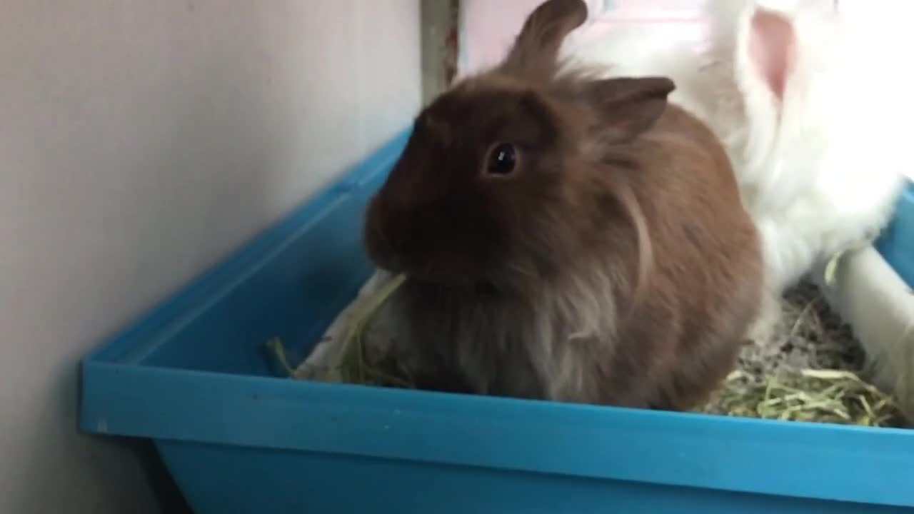 Lionhead rabbits for sale: 2 lovely Rabbits Lion head and Angora Mixed - Video 4