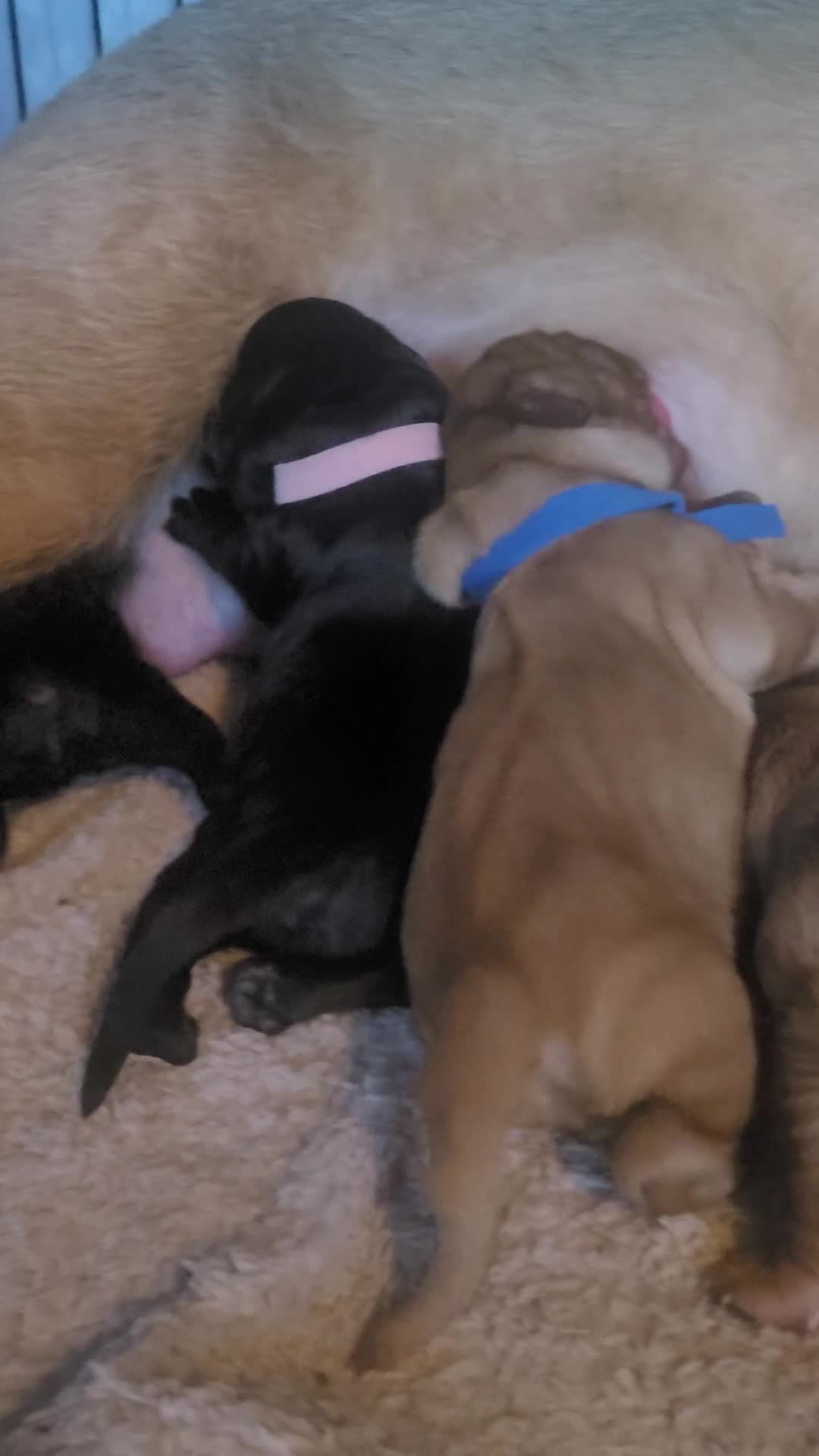 Mixed Breed dogs for sale: Beautiful Cavadoodle Puppies  - Video 1