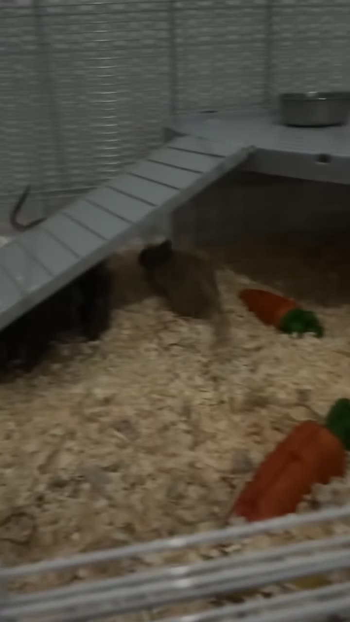 Gerbil rodents for sale: X2 female gerbils  - Video 1