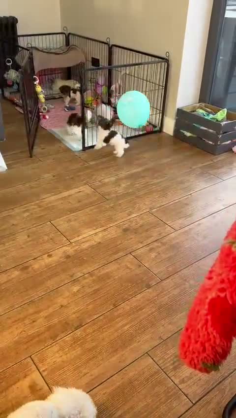 Toy Poodle dogs for sale: ❣️🐾 Last 2 REDUCED Asian Poodle Puppies! 🐾❣️ - Video 2