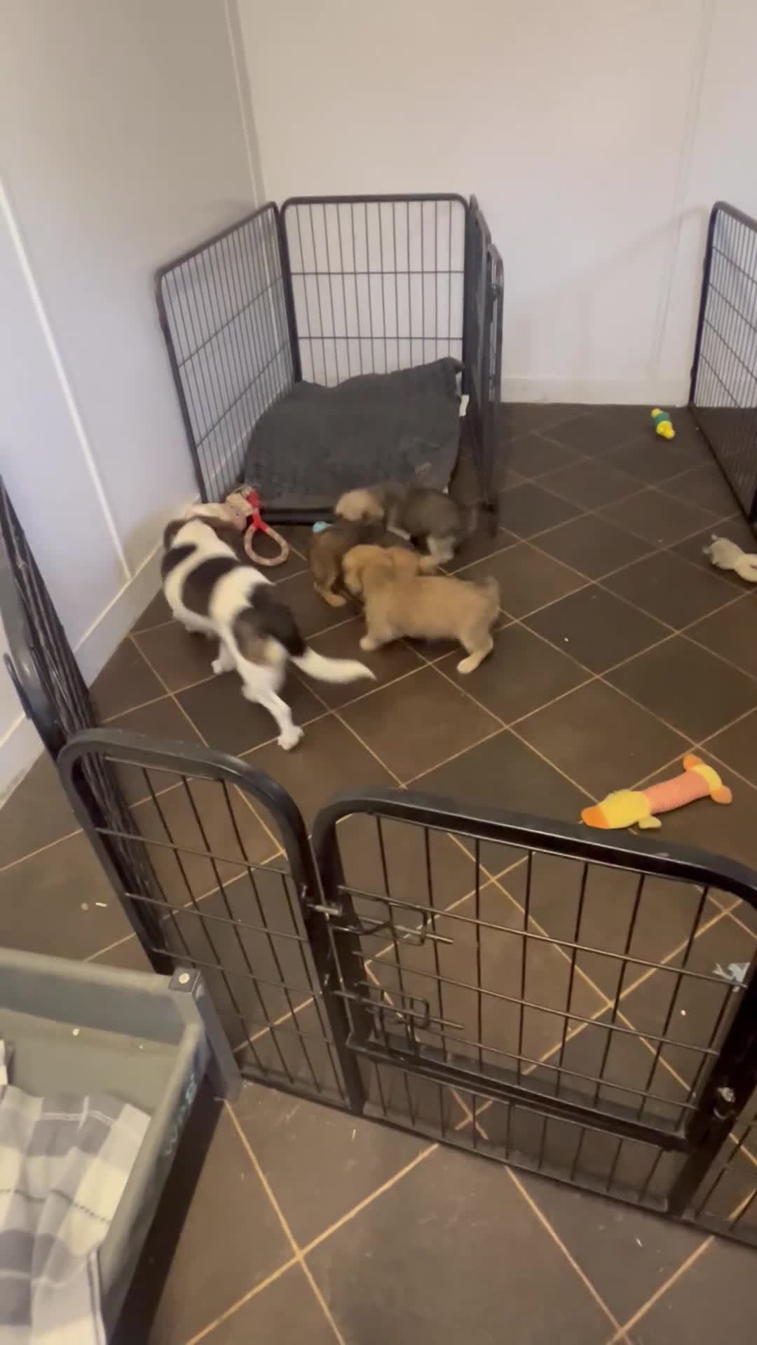 Jack Russell dogs for sale: Stunning gorgeous Types  - Video 1