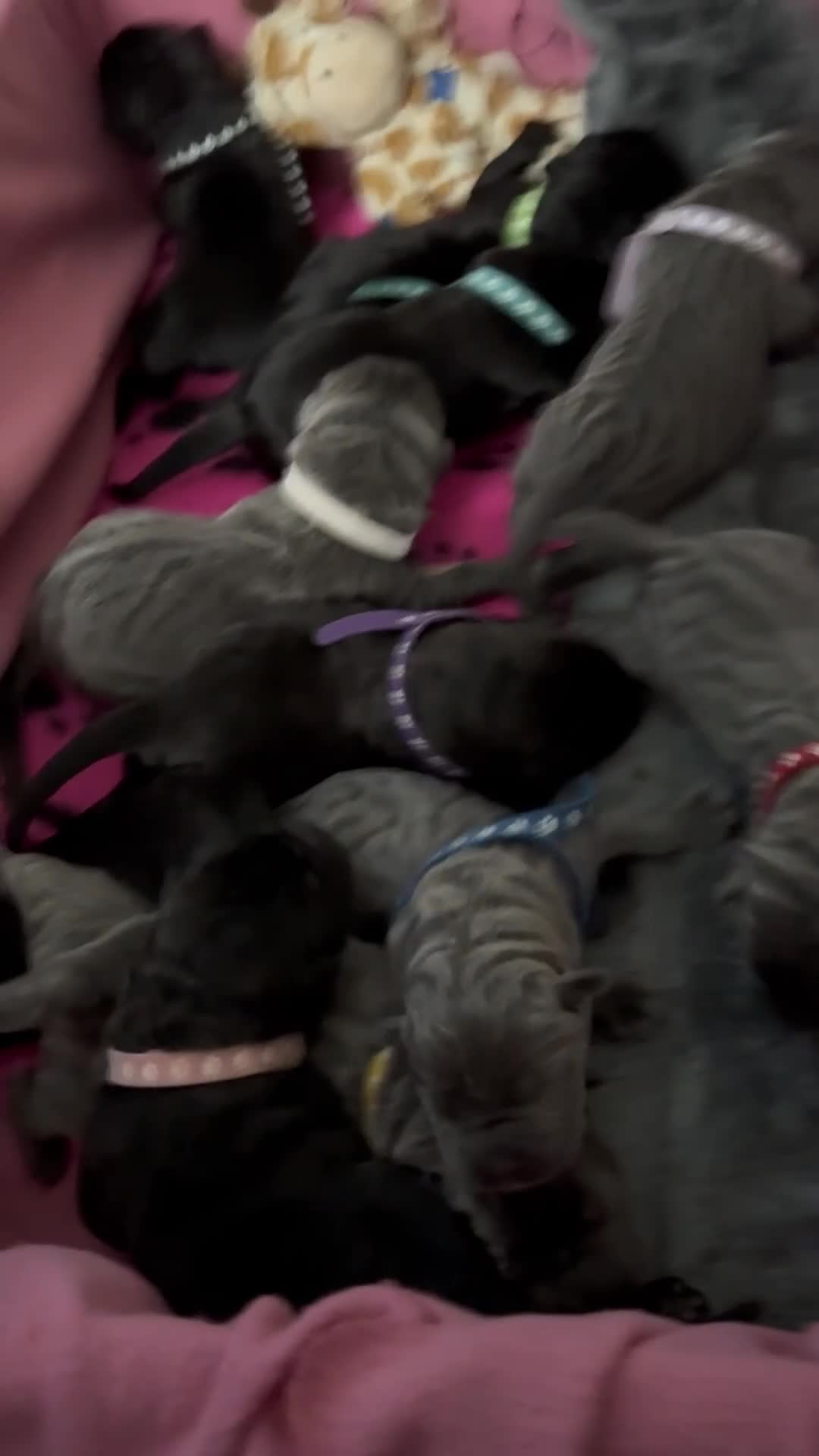 Neapolitan Mastiff dogs for sale: Neapolitan mastiff puppies  - Video 1
