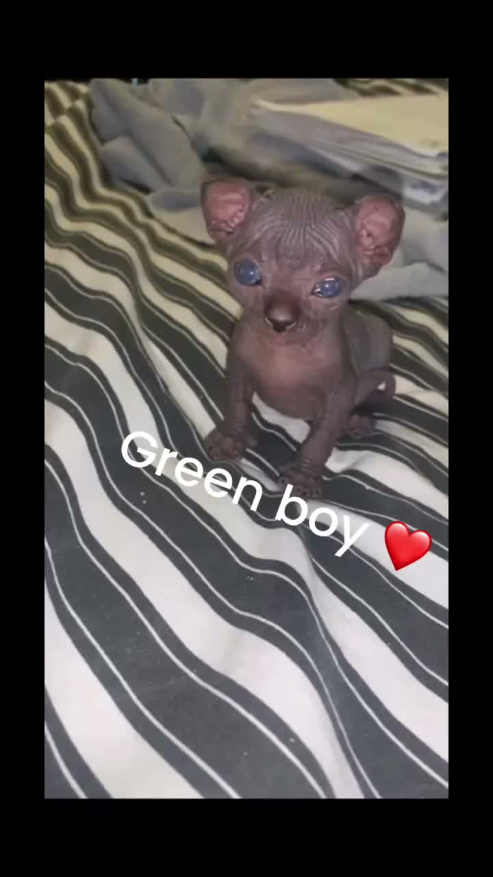Sphynx cats for sale: Beautiful sphynx kittens  in Blackburn - Video 2