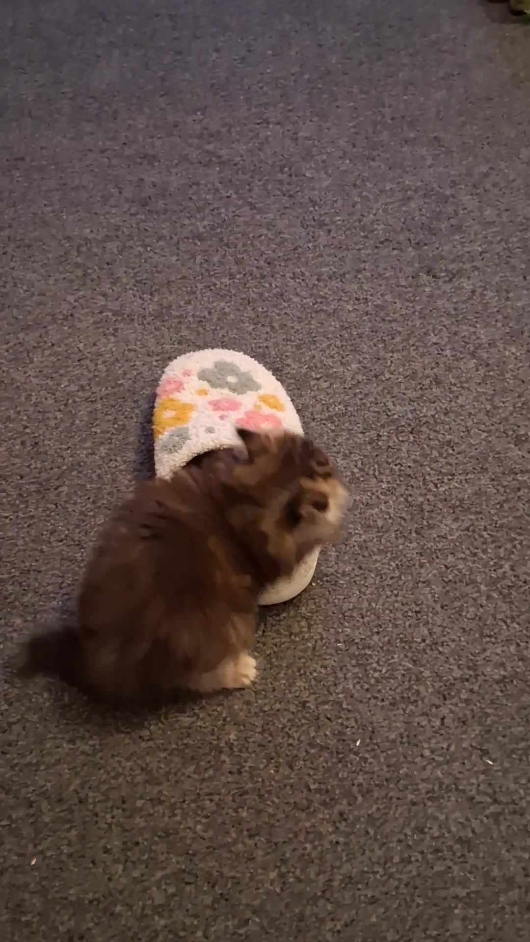 Persian cats for sale: Adorable pure Persian  - Video 4