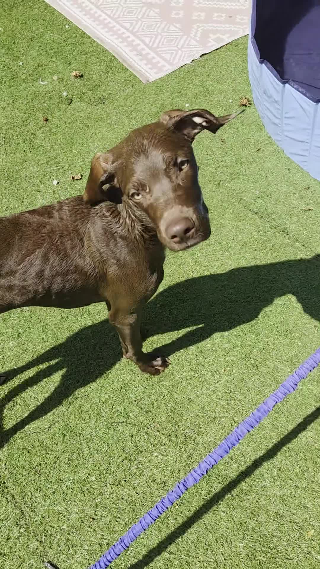 Mixed Breed dogs for sale: Beautiful boy in London - Video 1