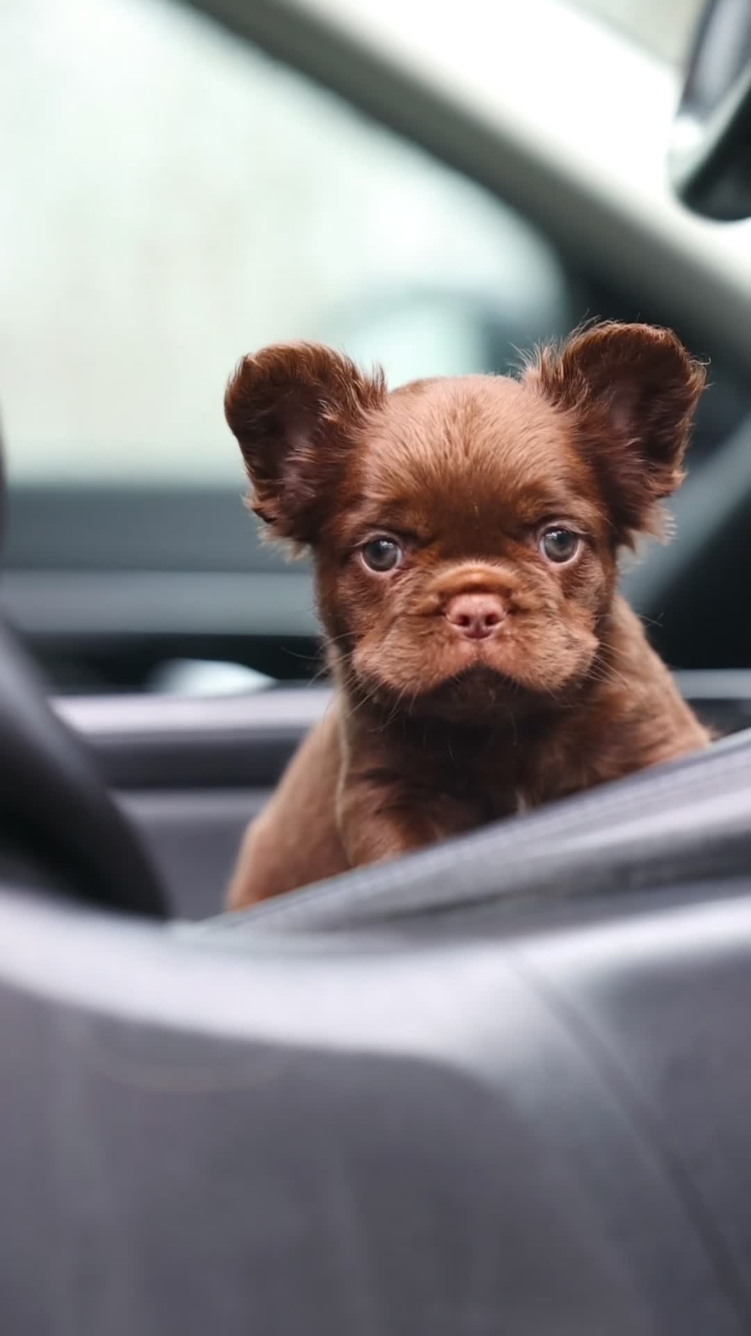 French Bulldog dogs for sale: Chocolate fluffy delights  in Llanelli - Video 2