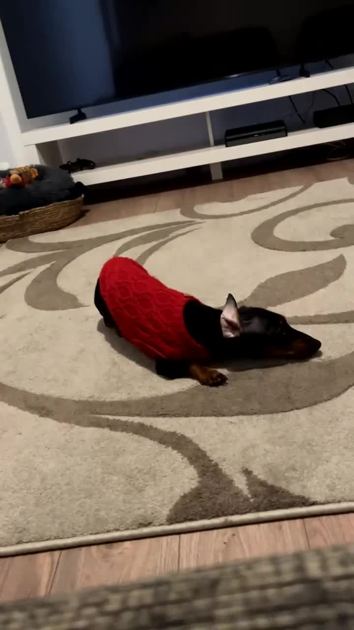 Miniature Dachshund dogs for sale: Female miniature dachshund  - Video 1