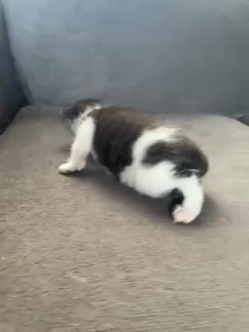 Mixed Breed cats for sale: 7 beautiful kitten for sale bilston  - Video 1