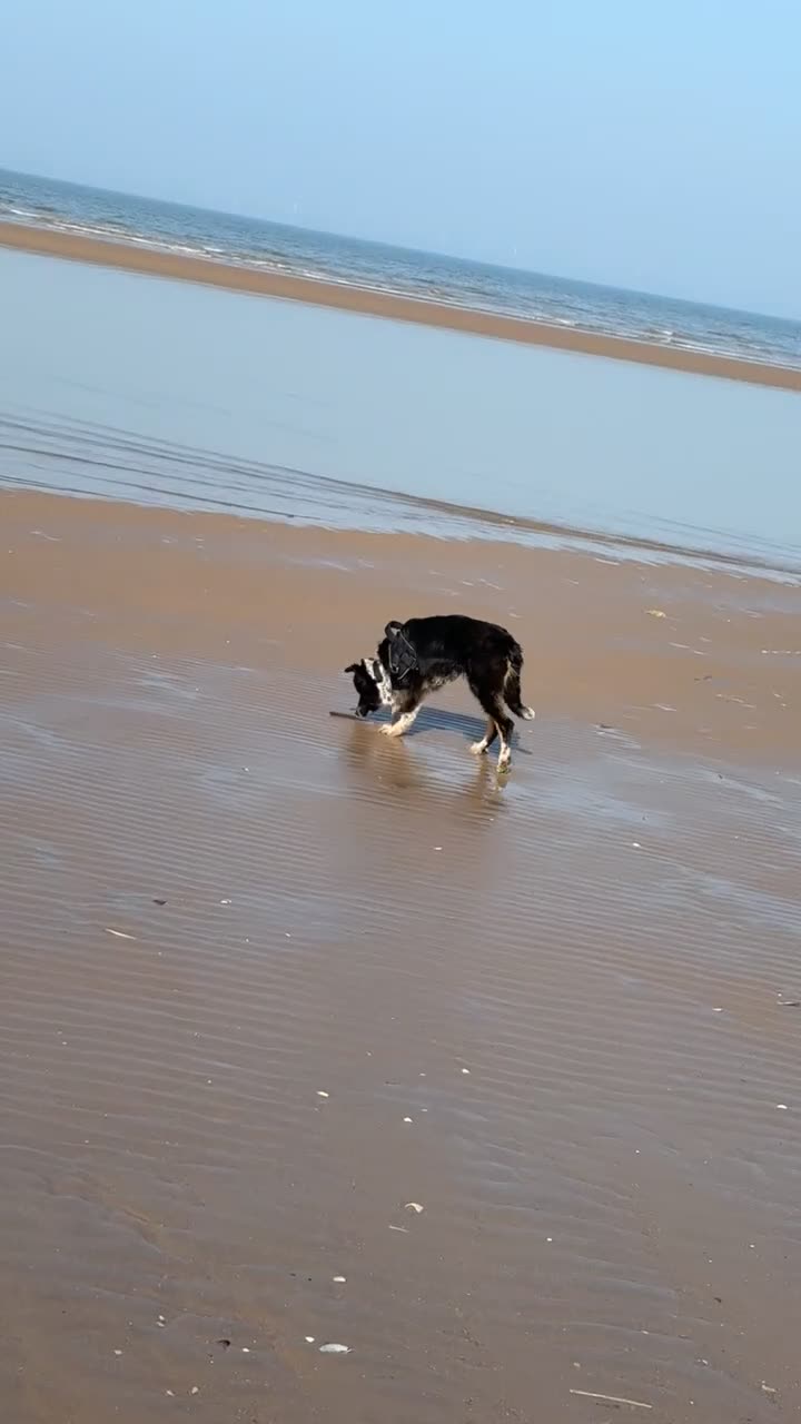 Border Collie dogs for sale: Border collie for sale!! - Video 1