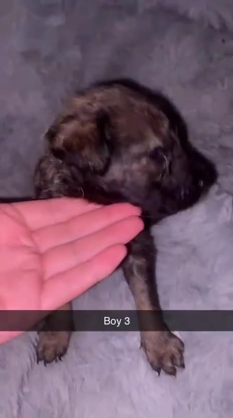 Mixed Breed dogs for sale: 4 chunky colliedoors - Video 1