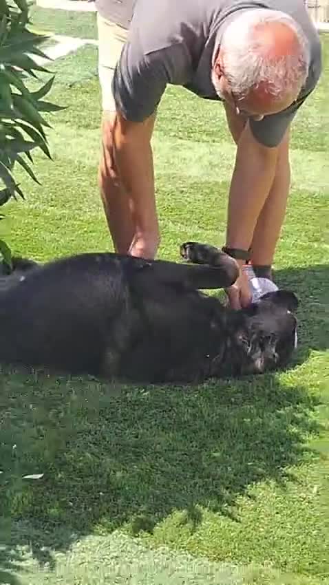 Mixed Breed dogs for adoption: Meet Rey ❤️ 🐾 - Video 1