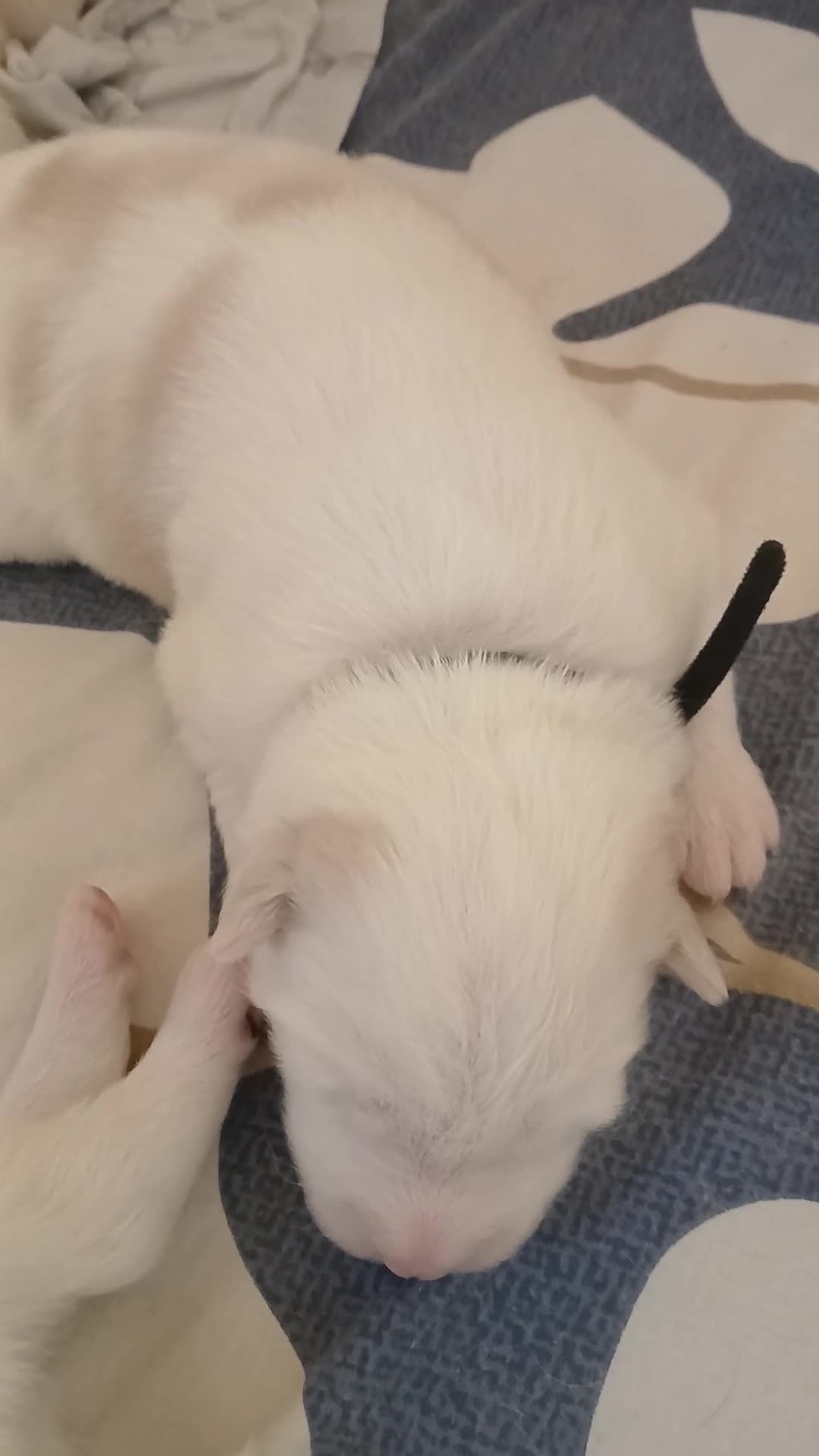 Siberian Husky dogs for sale: 1 SIB HUSKY GIRL LEFT CAN LEAVE 12/02/26 - Video 2