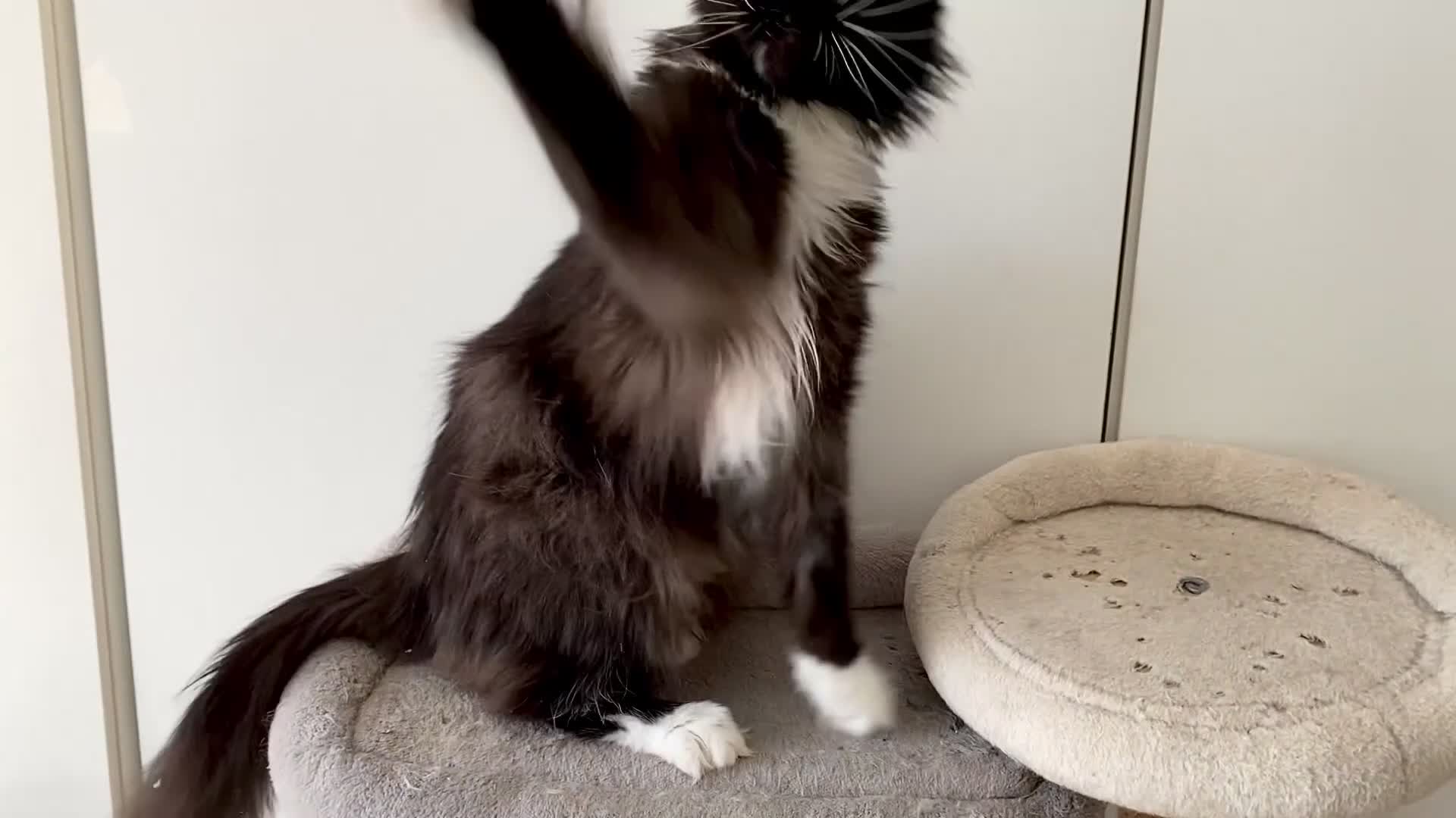 Maine Coon cats for sale: Gentle, Loving, and Majestic Maine Coone  - Video 1