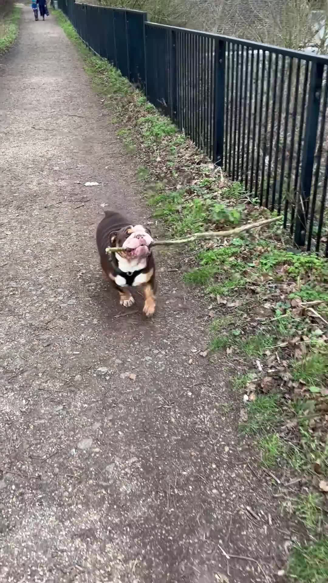 English Bulldog dogs for sale: British Bulldog Male for Sale - Video 1