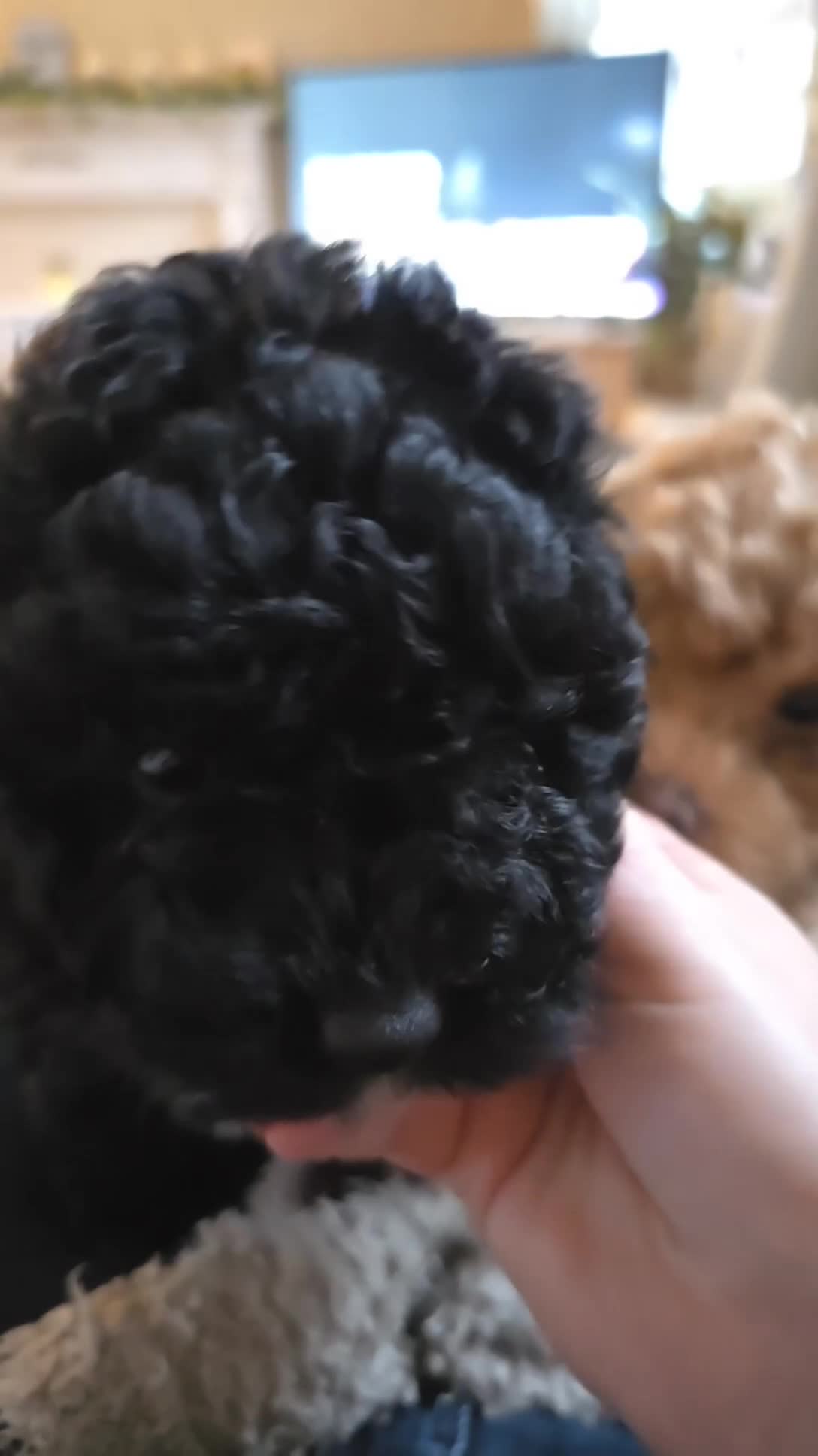 Shihpoo dogs for sale: Toy Poodle x Last Little Girl Ready Now  - Video 1