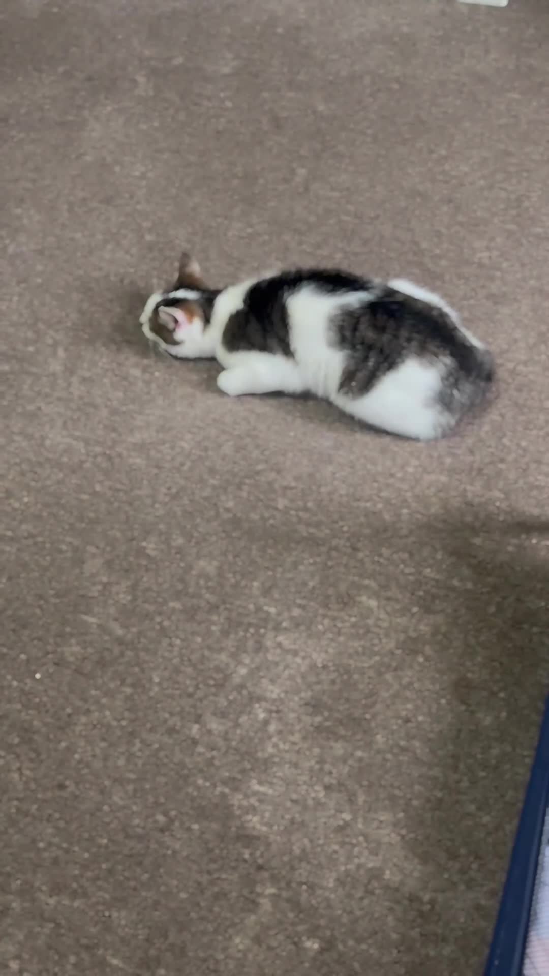 British Longhair cats for sale: Looking for a new home  - Video 1