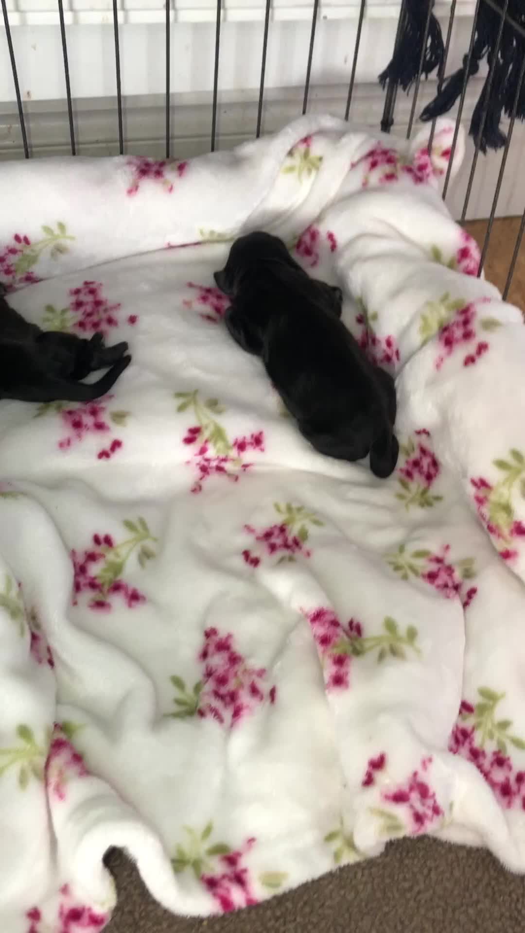 Cocker Spaniel dogs for sale: Cocker spaniel puppies 🐶  - Video 1
