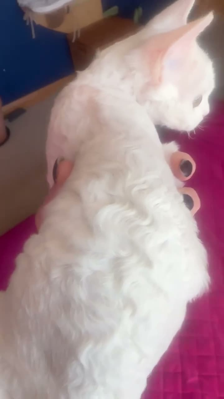 Devon Rex cats for sale: White Female Kitten Available 🤍 - Video 1
