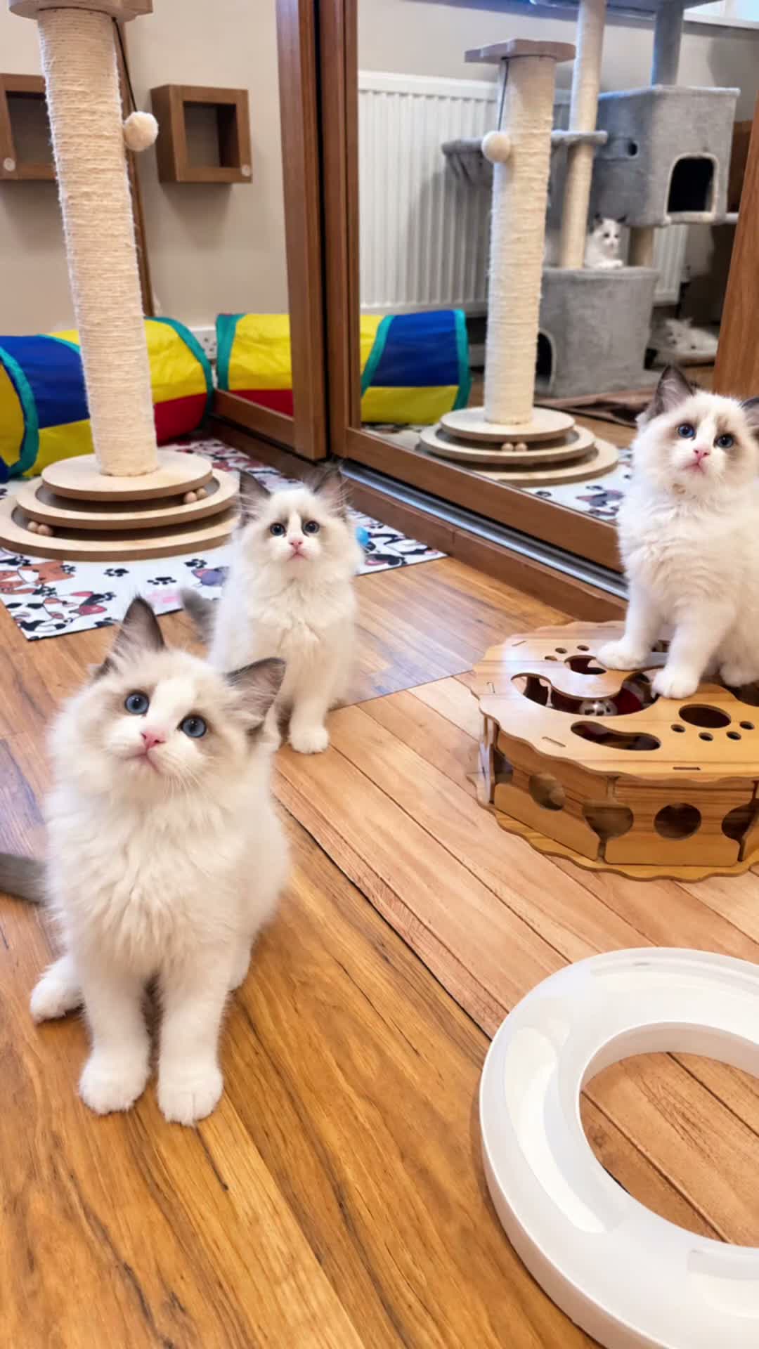 Ragdoll cats for sale: 🏆🎖 Premium GCCF Ragdoll Kittens Grand bloodlines - Video 1