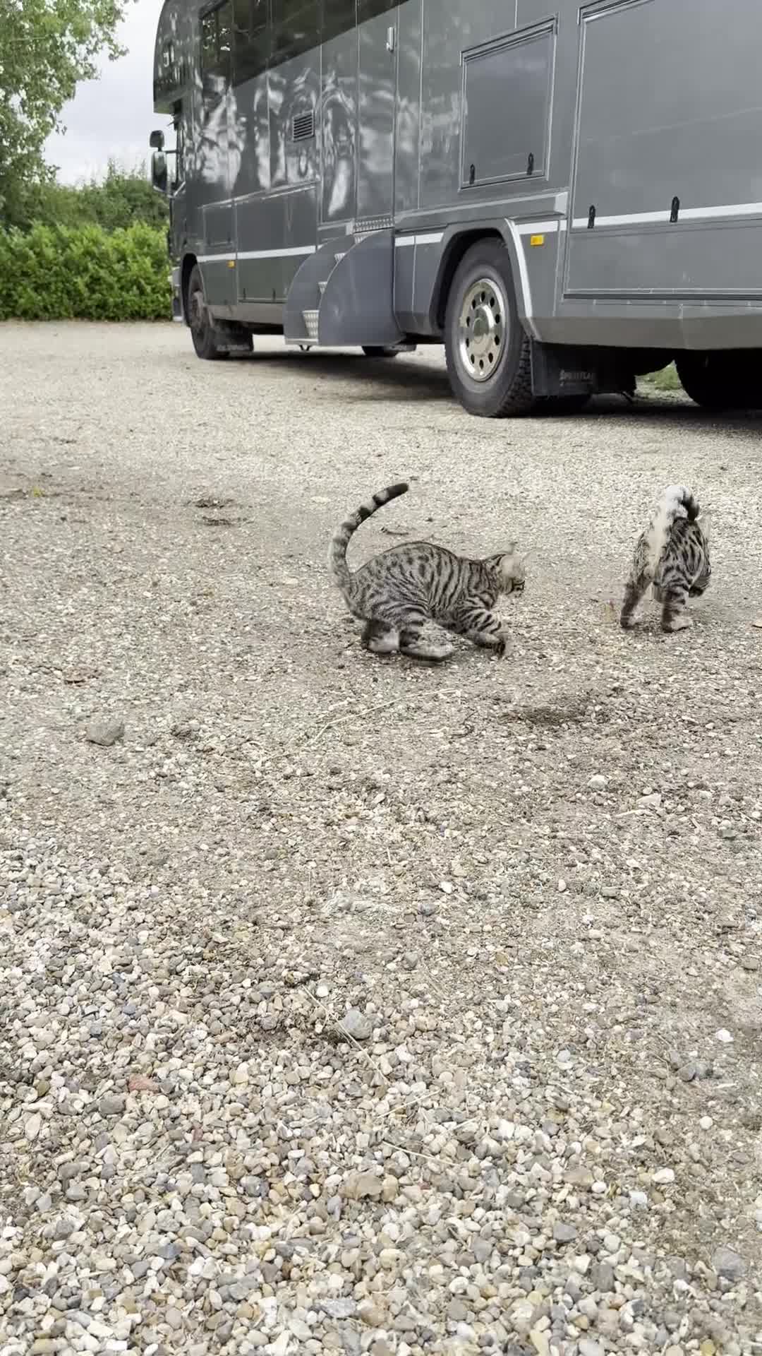 Bengal cats for sale: Stunning litter of Bengals  in Stowmarket - Video 1