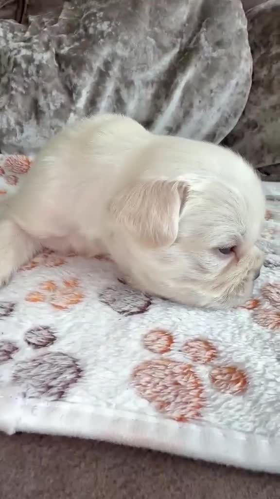 French Bulldog dogs for sale: Jnk Eastlnd - Video 1