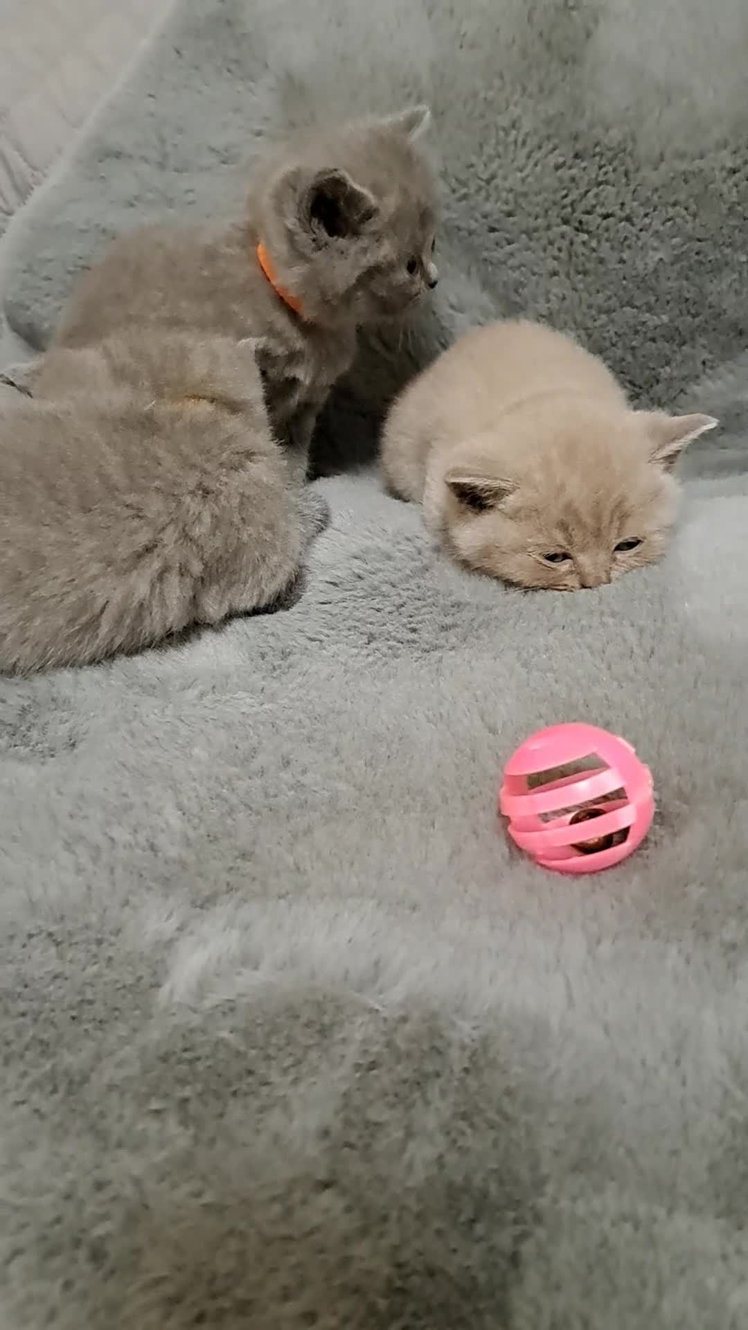 British Shorthair cats for sale: BRITISH SHORTHAIR BLUE and LILAC are AVAILABLE  - Video 1