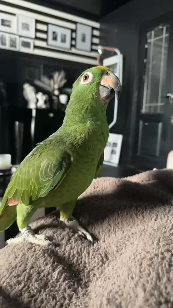 Parrots birds for sale: 2 year old Amazon - Video 2