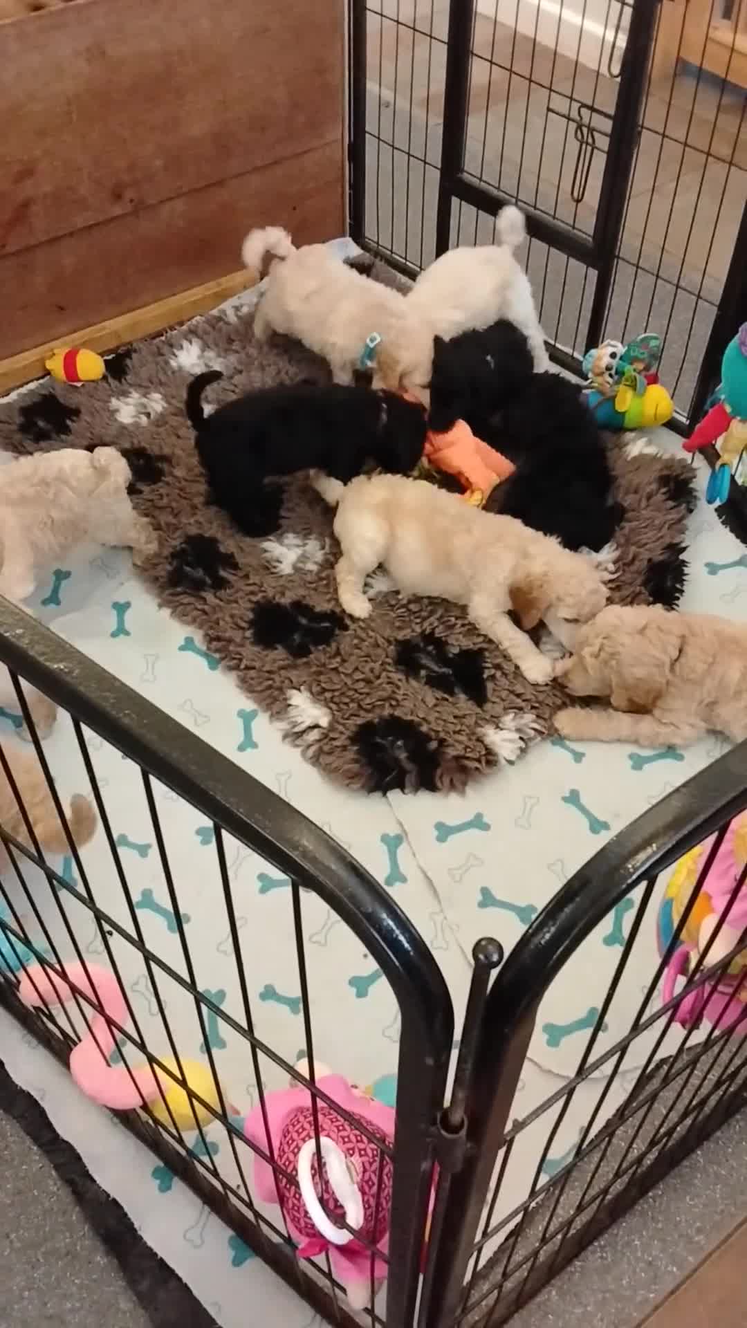 Standard Poodle dogs for sale: Quality KC Reg Standard Poodle puppies - Video 1