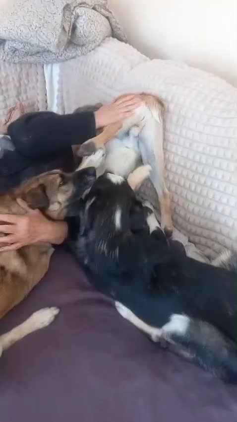 Mixed Breed dogs for adoption: 💙BENNY💙 – Dreams of His First Birthday at Home - Video 1