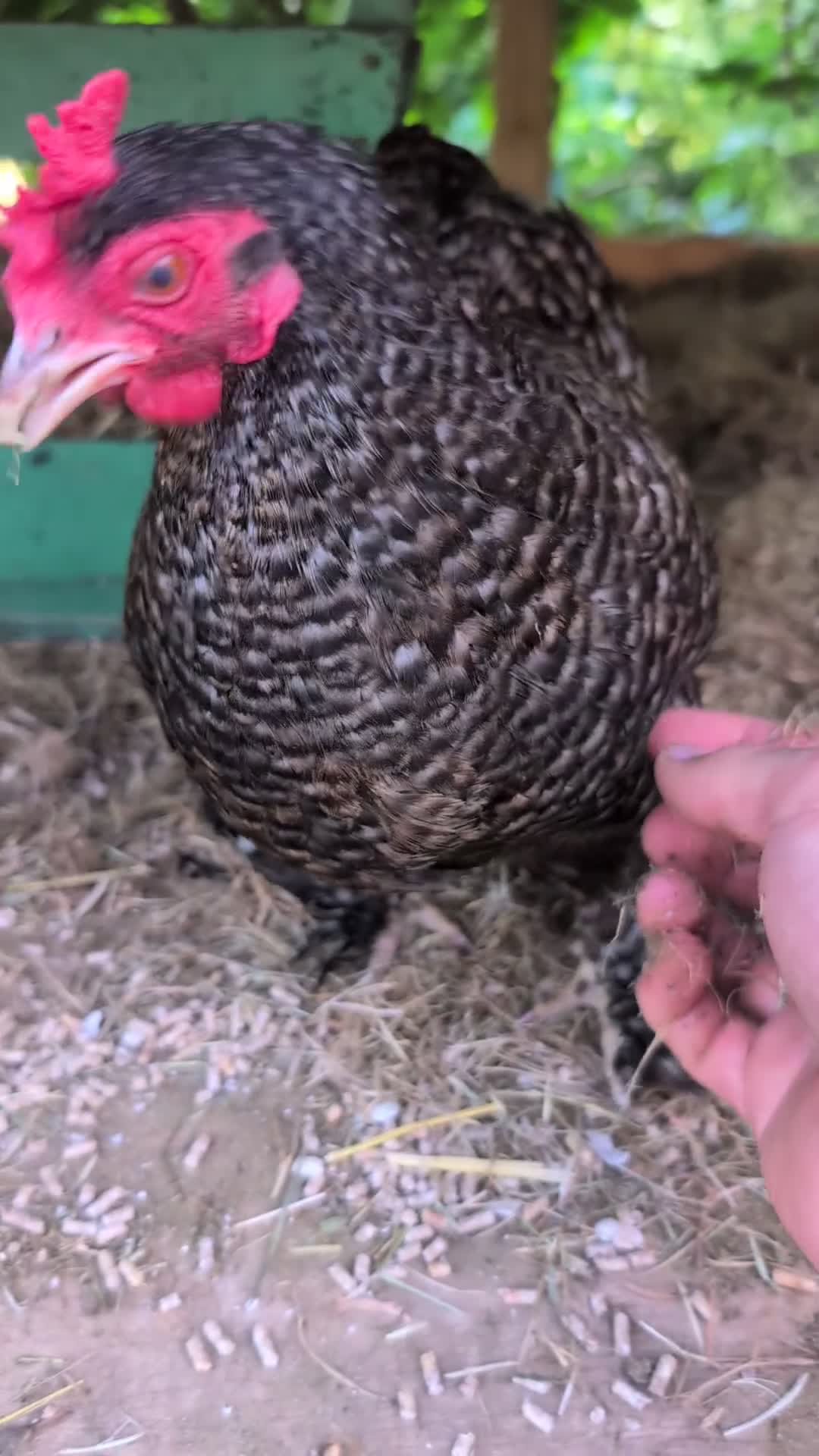 Chickens poultry for sale: Pekin bantam girls  - Video 1