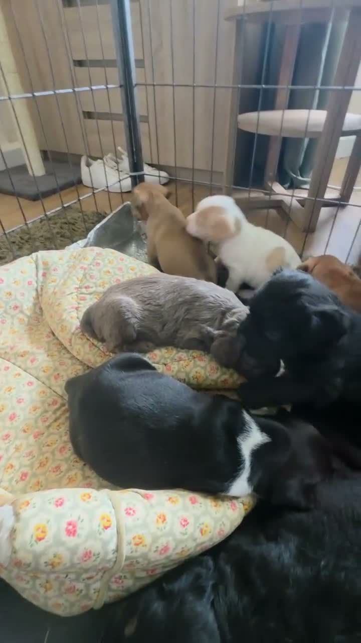 Mixed Breed dogs for sale: READY NOW Cocker Spaniel x Fenchie puppies - Video 3